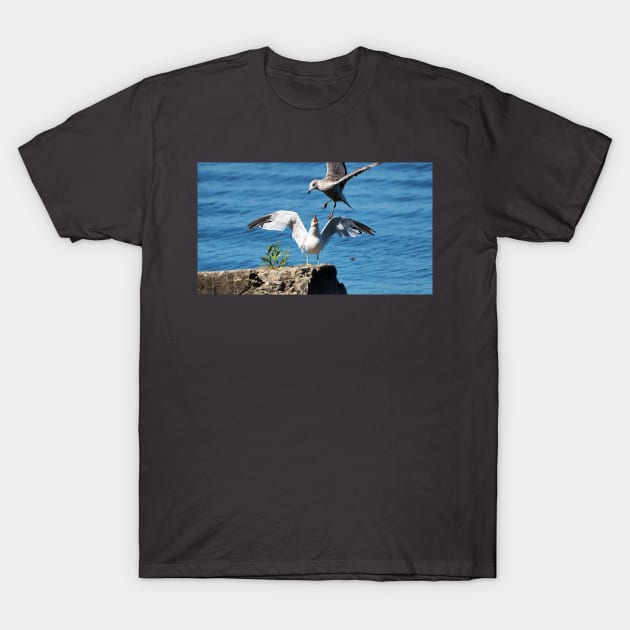 A Gull Swooping In Above Another Gull. T-Shirt by BackyardBirder